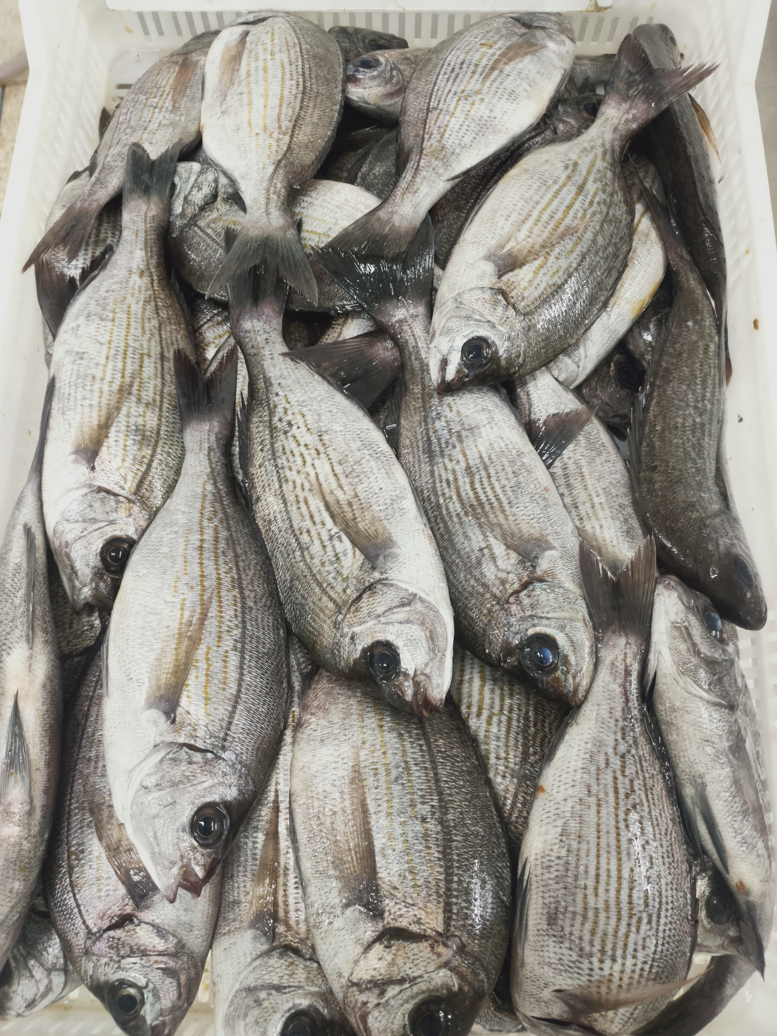 FROZEN DORADE GREISE - DORADA