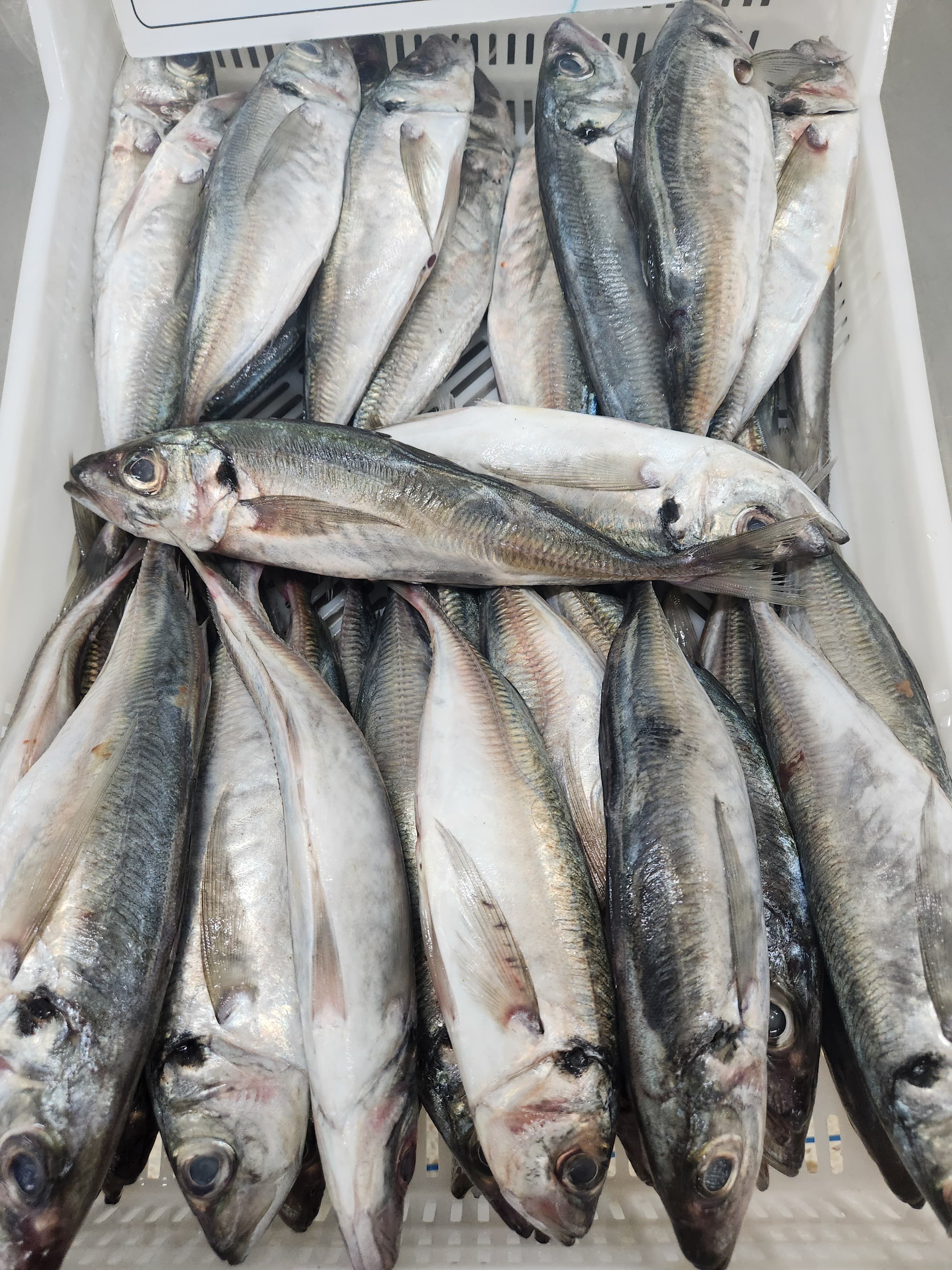 FROZEN HORSE MACKEREL