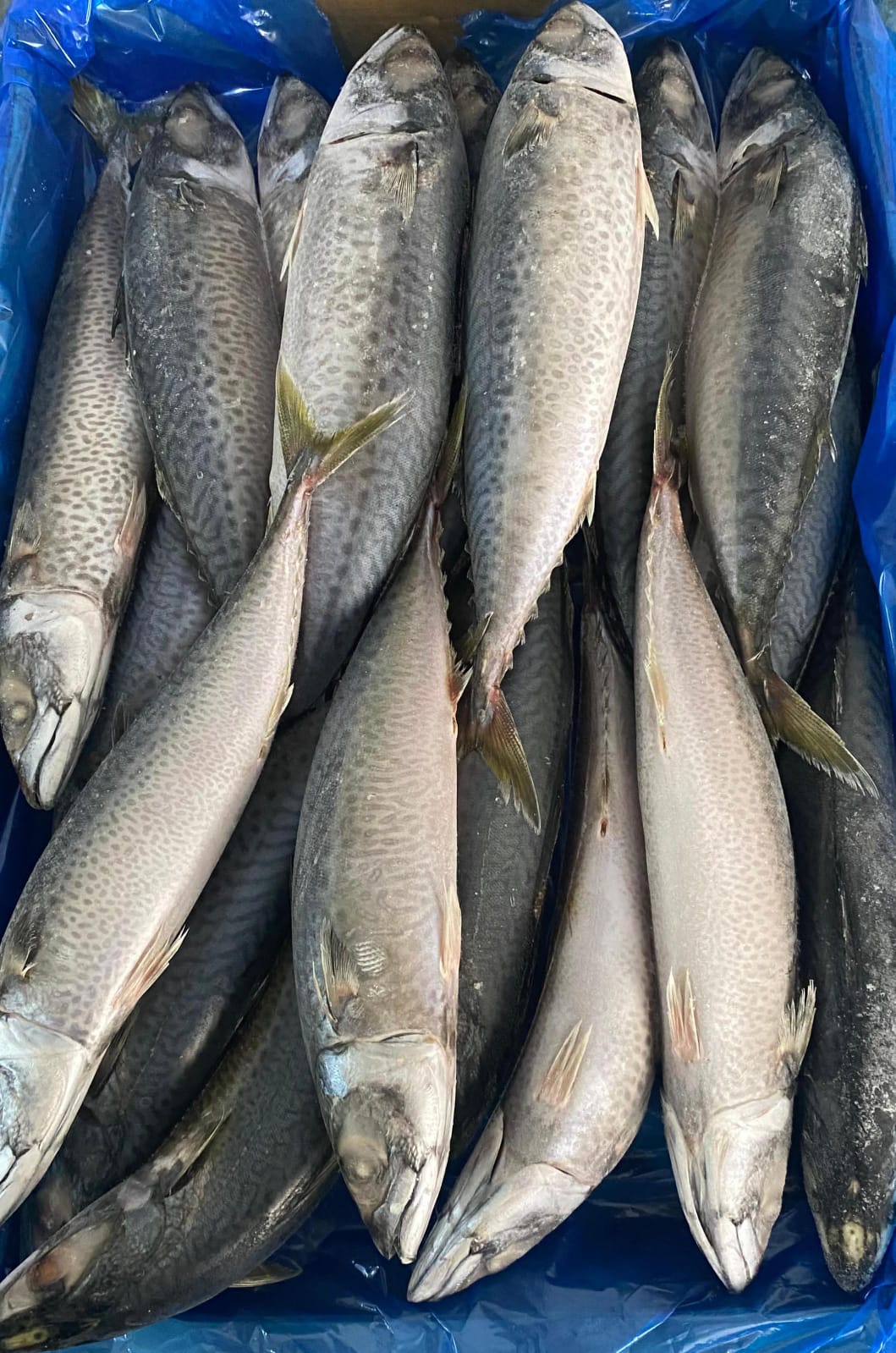 FROZEN MACKEREL