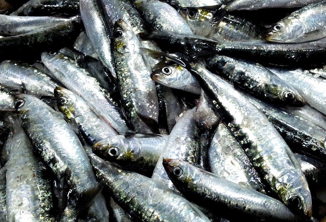 FROZEN SARDINE